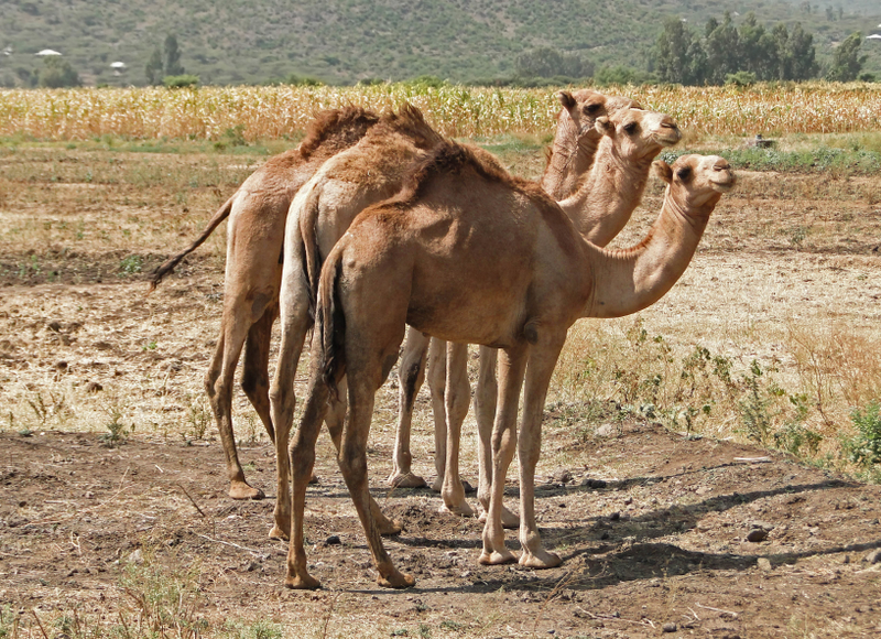 Illustration for article titled The Massive MERS FAQ